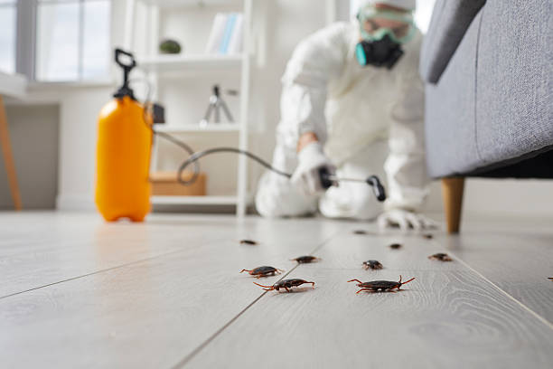 Post-Treatment Bed Bug Interceptor Monitoring in Leipsic